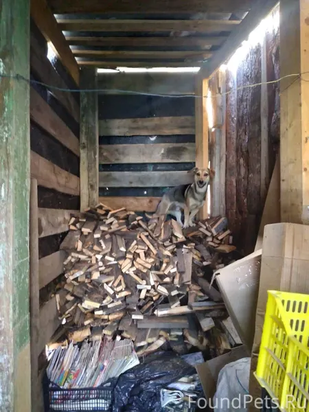 Потерялась собака! Кличка Бася...