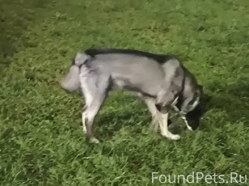 #Голубое, замечена собака Это ...