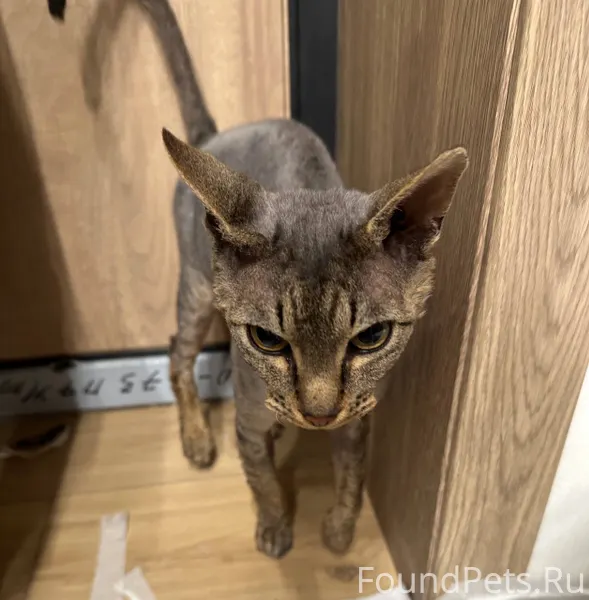 Найден кот в районе ул.Кирова....