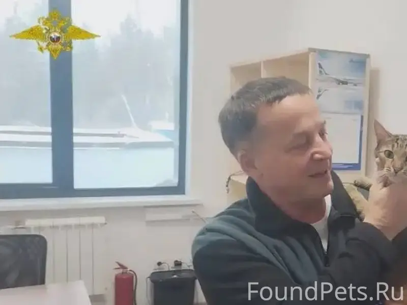 🐈‍⬛Шесть дней в укрытии: кот, ...