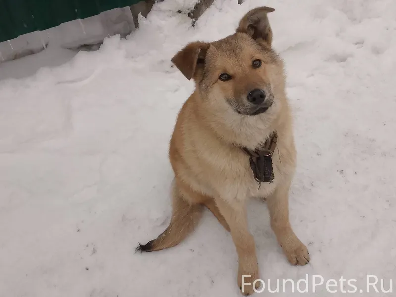 Щенок с ошейником потерялся,г....