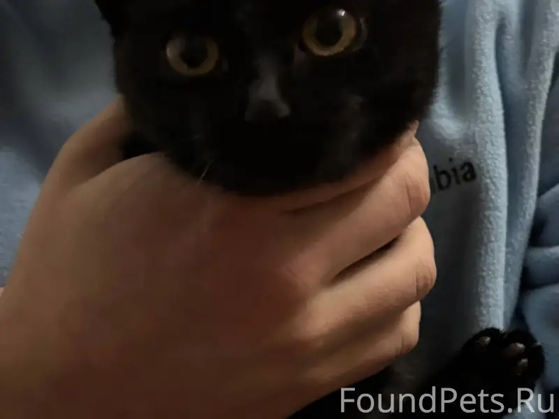 Найден котенок, девочка . Возм...