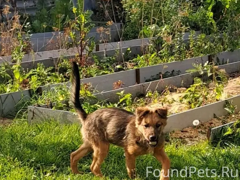 Потерялась собака по кличке Гр...