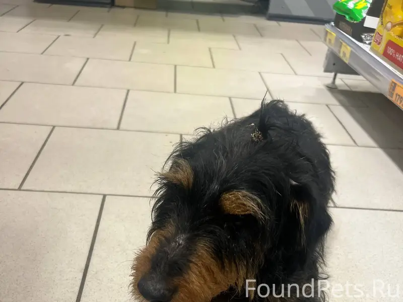 Найдена собака порода Ягдтерье...