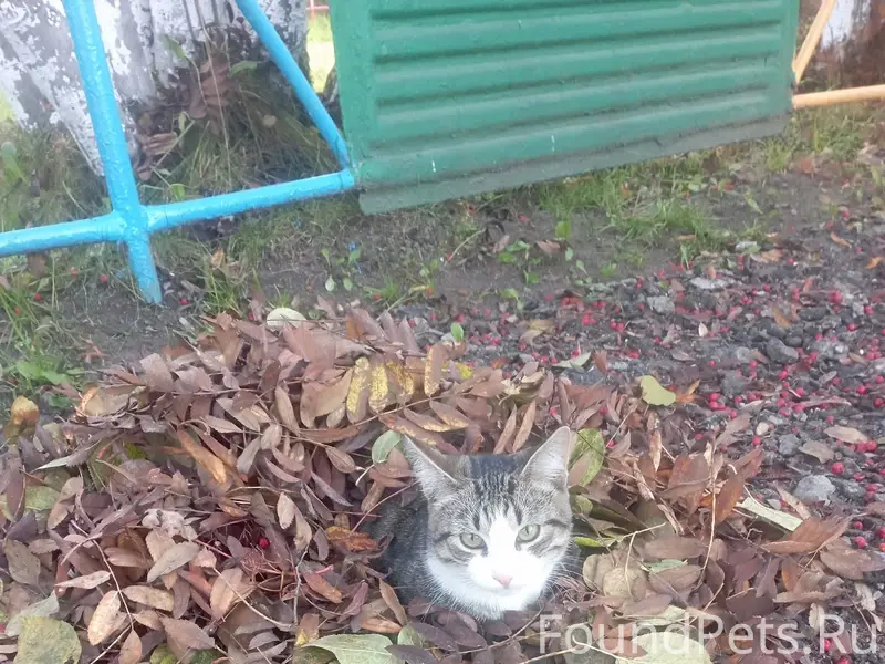 Пропала кошка в районе ЛДК! Жи...