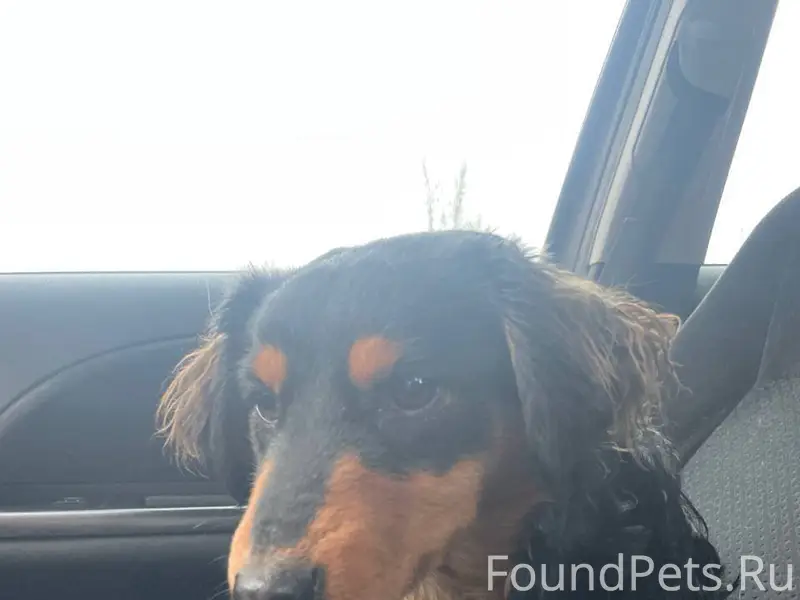 Найдена собака, кобель. Ищу ст...