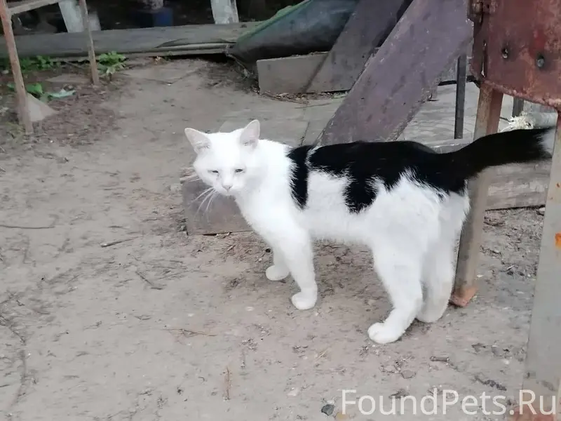 ПРОПАЛ МОЛОДОЙ КОТ! 😿 СРОЧНО П...