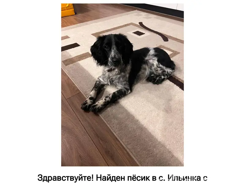 Найдена собака в с. Ильинка. П...