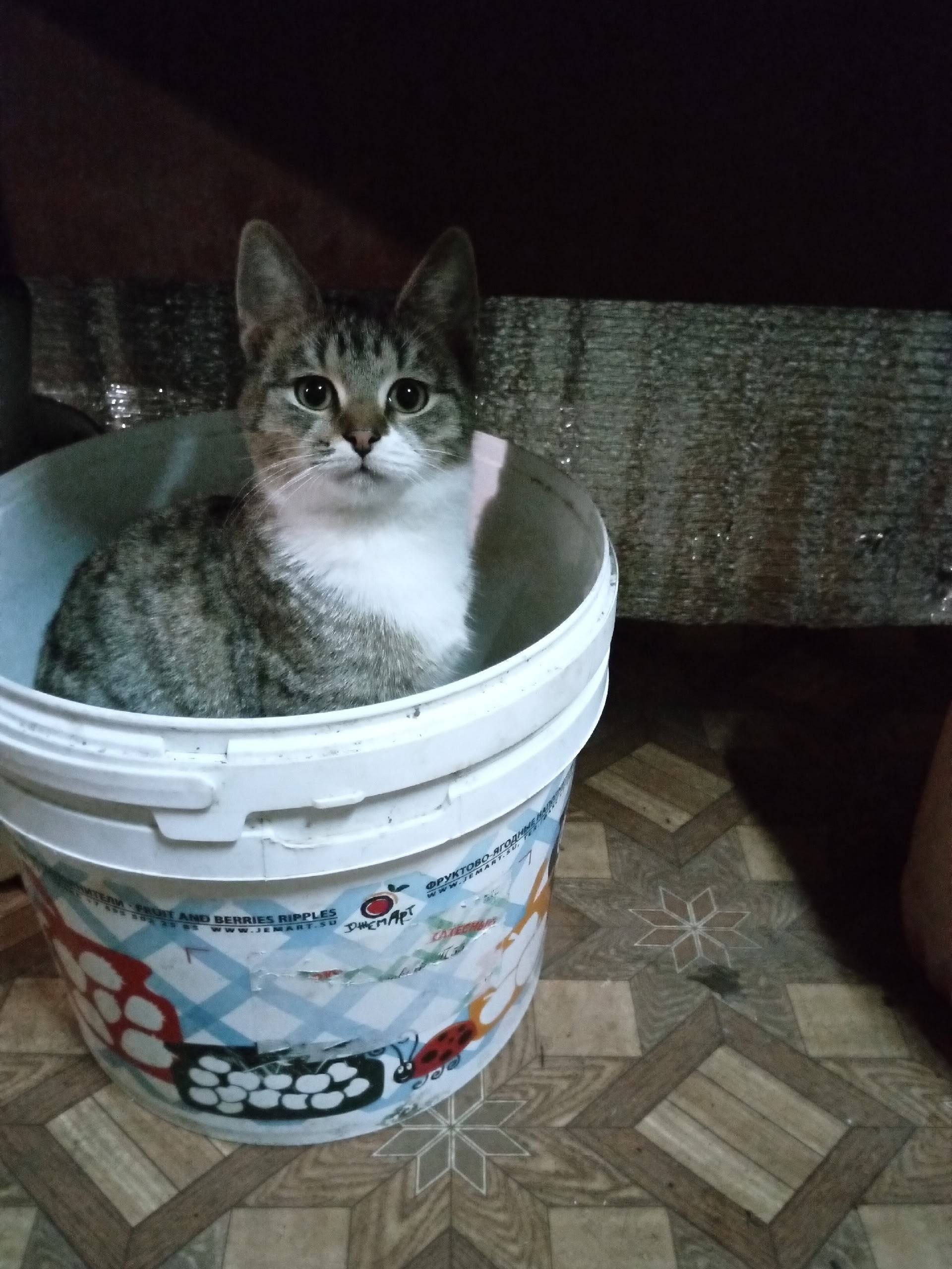 Не кто не видел Кота? пропал.....