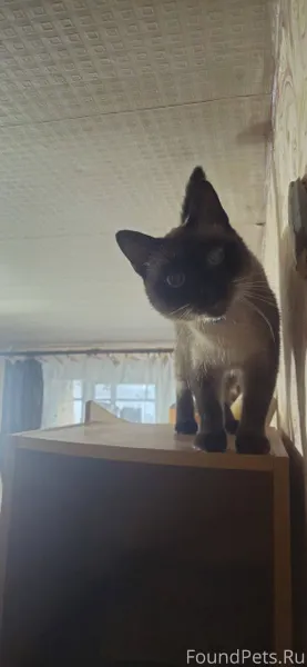 Пропал кот в районе дома номер...