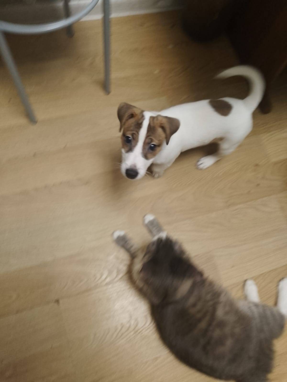 Найден щенок в районе 7 школы....