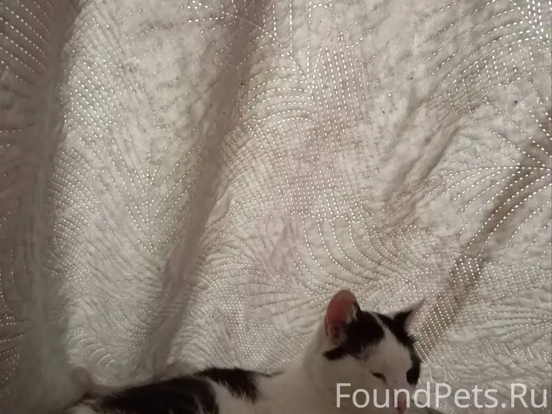 Пропал кот. Кличка Барсик посл...