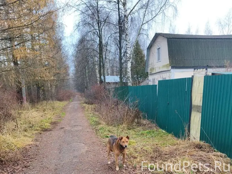 Пропала собака! Поиски продолж...