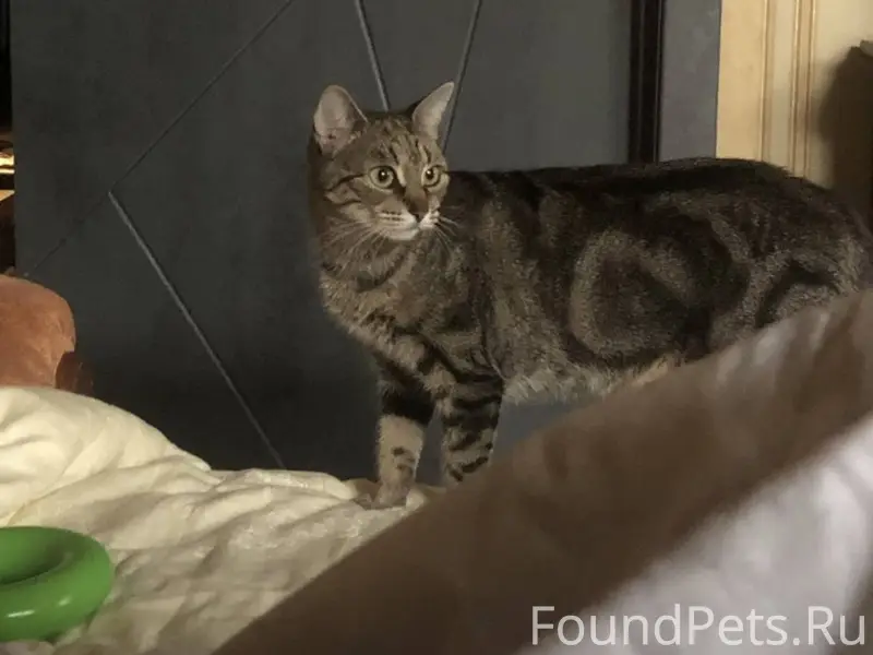 На Знаменке пропала кошка шотл...