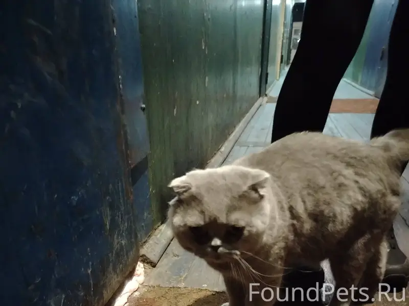 Найден кот, находится на улице...