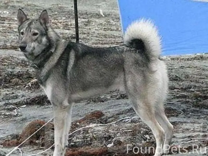 ❗ S0S❗Потерялась собака! 1 дек...