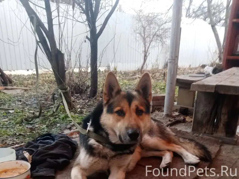 Найден пес, ул. Орлова, ищем с...