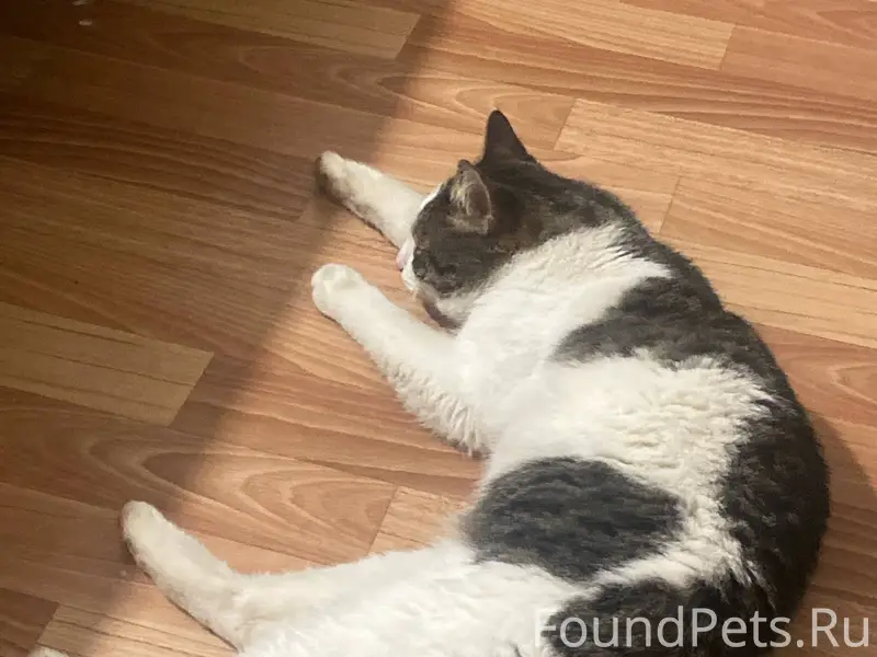 Найден кот в районе проспекта ...