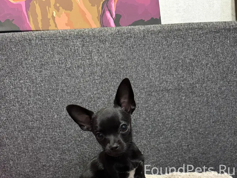 Потерялась собака🆘🆘🆘 Казань, А...