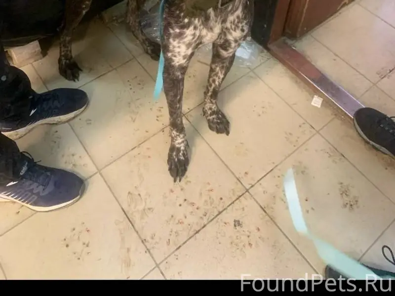 Найдена собака. Комунаров 40. ...