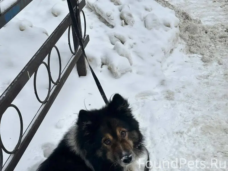 🆘Найдена собака! Пожалуйста, м...
