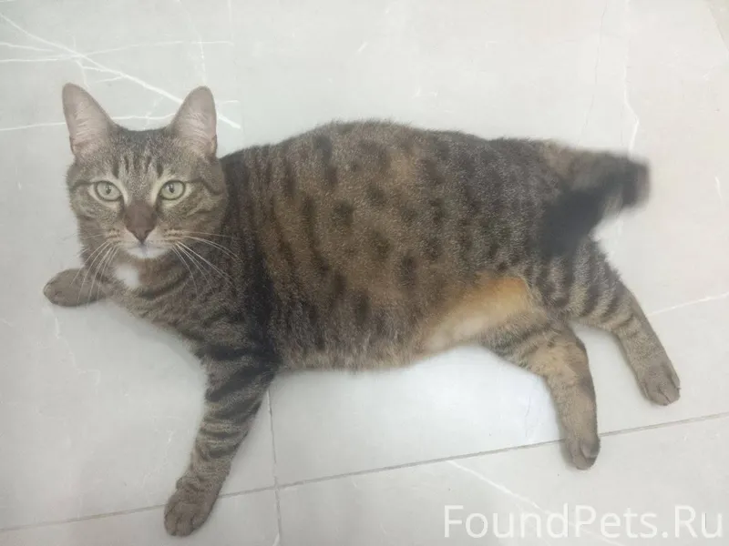 Пропал домашний кот 27.11.2025...