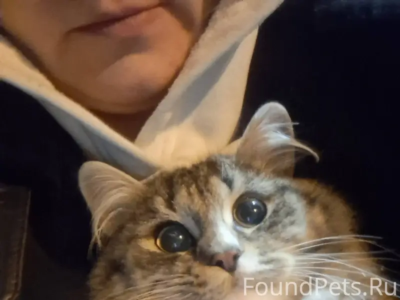 Найдена кошка в Казани, Конста...