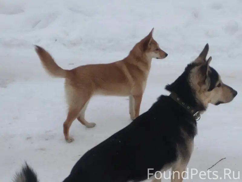 Пропала собака из СНТ Неботово...