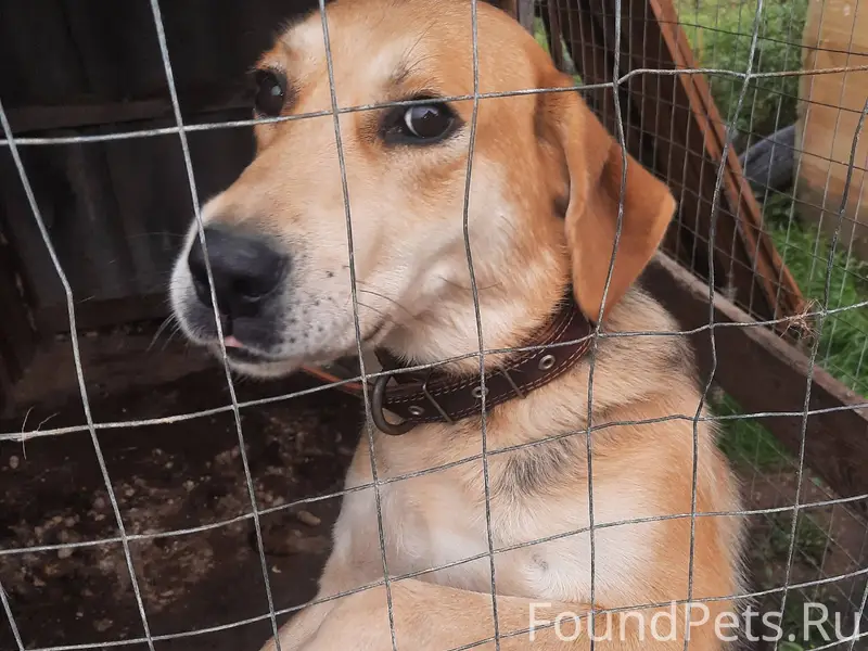 Пропала собака гончая , коричн...