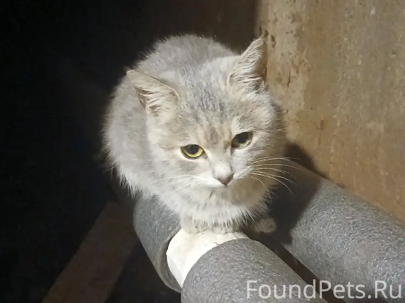 Найден котёнок. Ласковая, общи...
