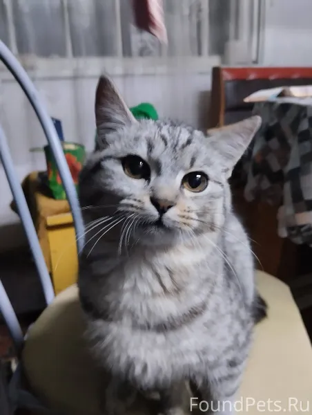 Здравствуйте! Найдена кошка в ...