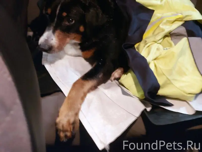 ‼️СРОЧНО ХОЗЯИН НАЙДИСЬ ‼️ Ист...