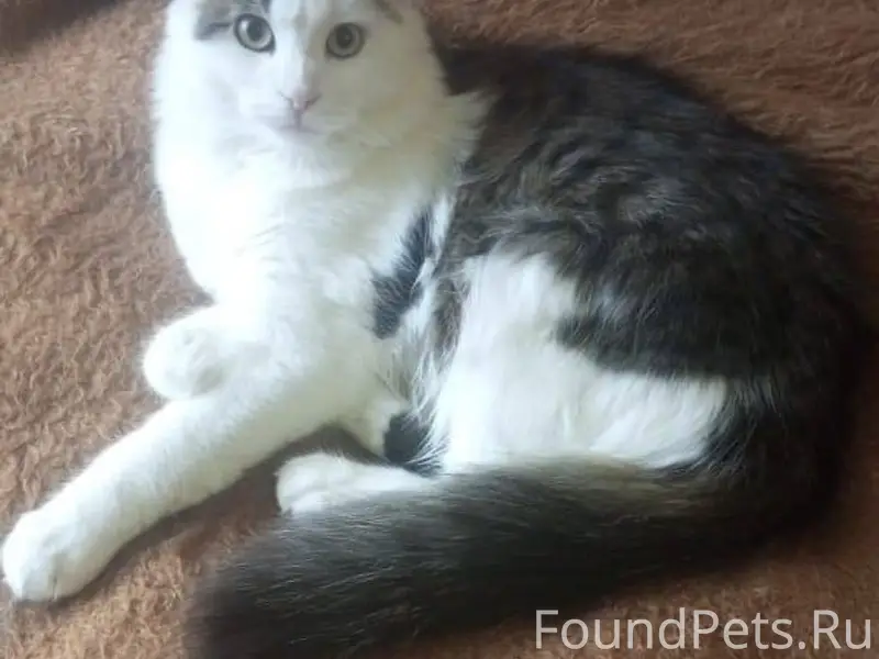 Пропал домашний любимец- кот, ...