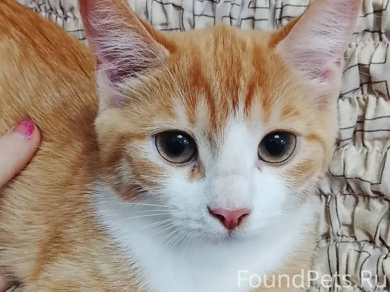 !!! Найден котёнок!!! Найден н...