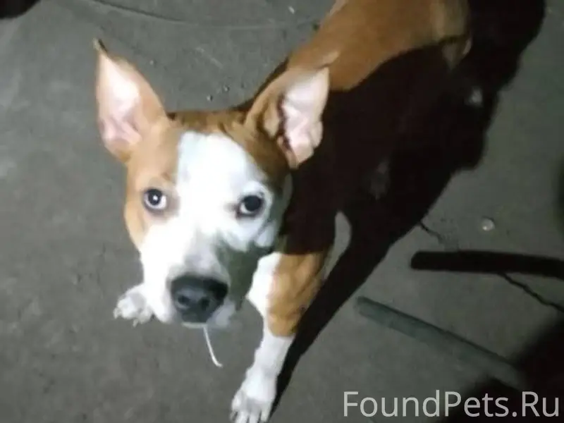 Срочно! Распростаните, пожалуй...