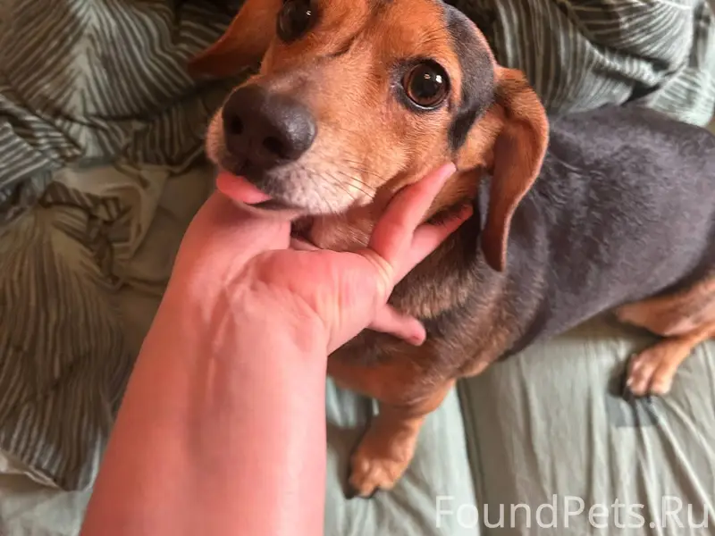 Здравствуйте, потерялась собак...