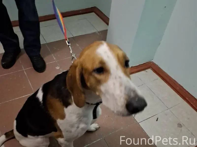 Собака породы Поинтер, найден ...