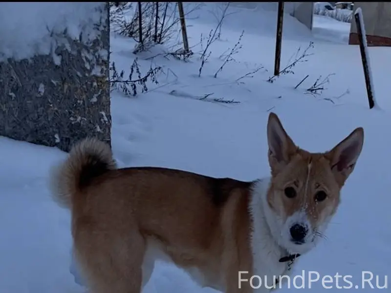 Ищем хозяев девчуле. Молодая с...