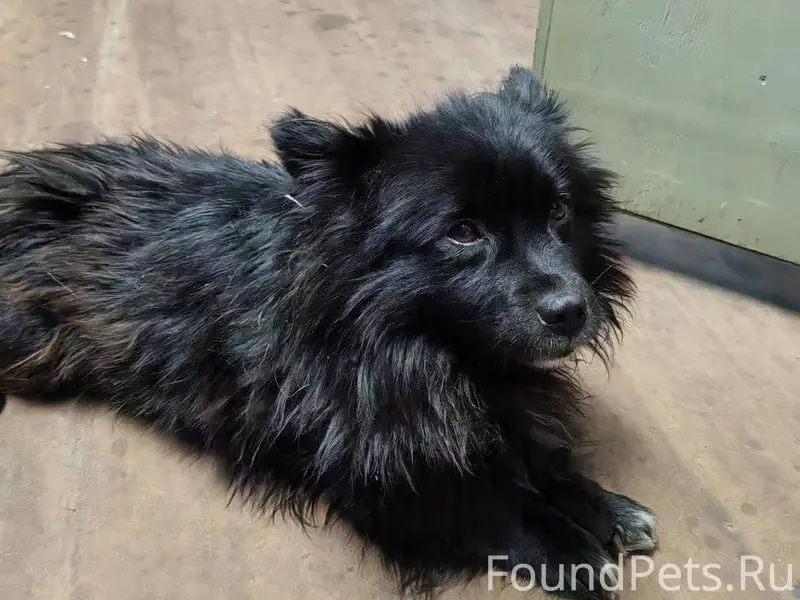 29.12.Найден пес у общаг...