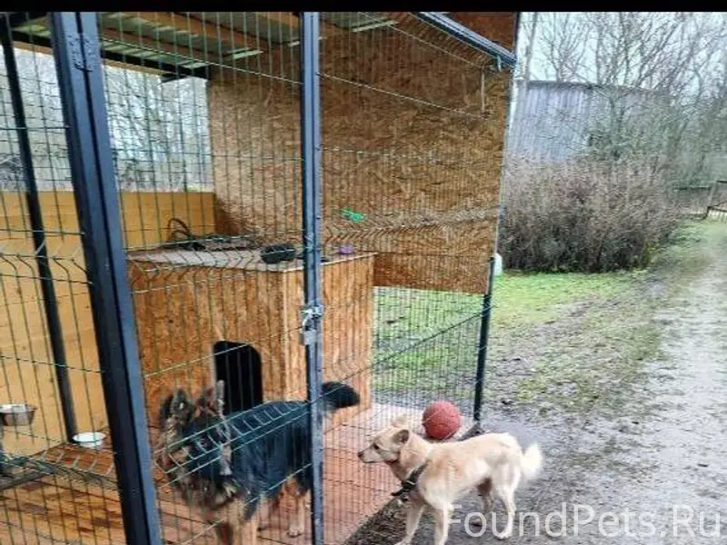 Потерялась собака (овчарка) Пр...