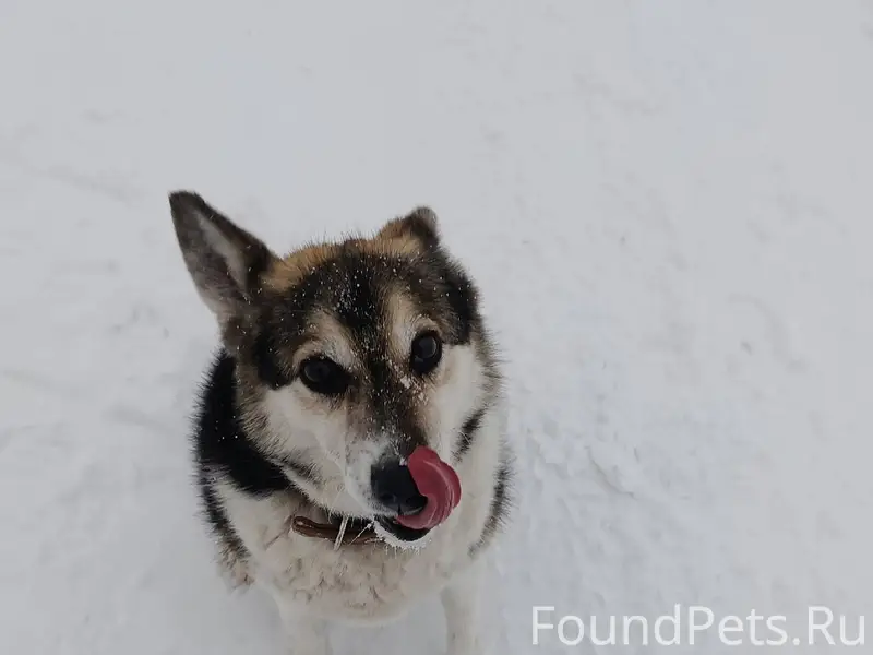 Убежала собака 😭девочка Дина, ...