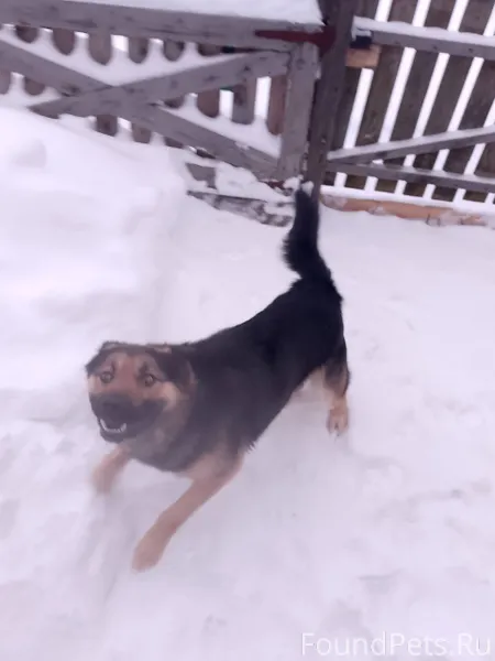 Добрый вечер! Пропала собака п...