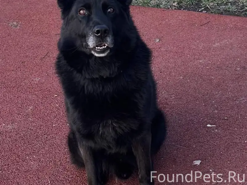 Потерялась собака ,ищем 3 неде...