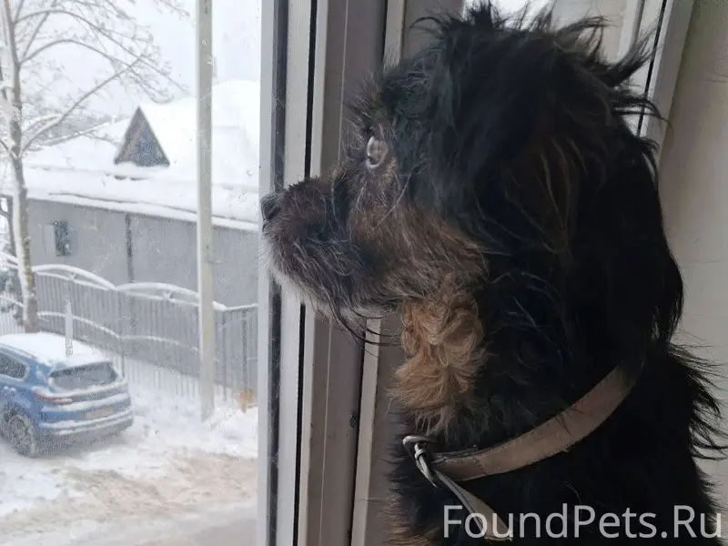 Всем привет! Найден собакен, в...