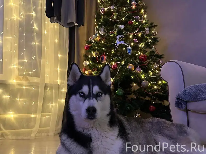 Потерялась собака, выбежала из...