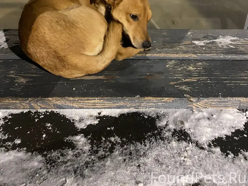 Собака с ошейником кто то поте...