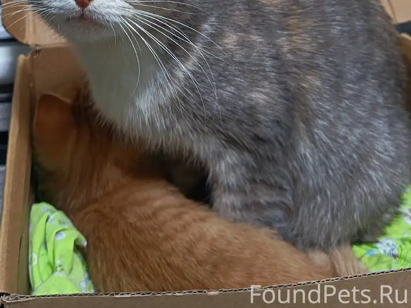 Прибилась кошка с котенком, за...