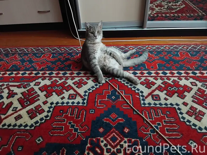 Пропал кот звать тимоша может ...