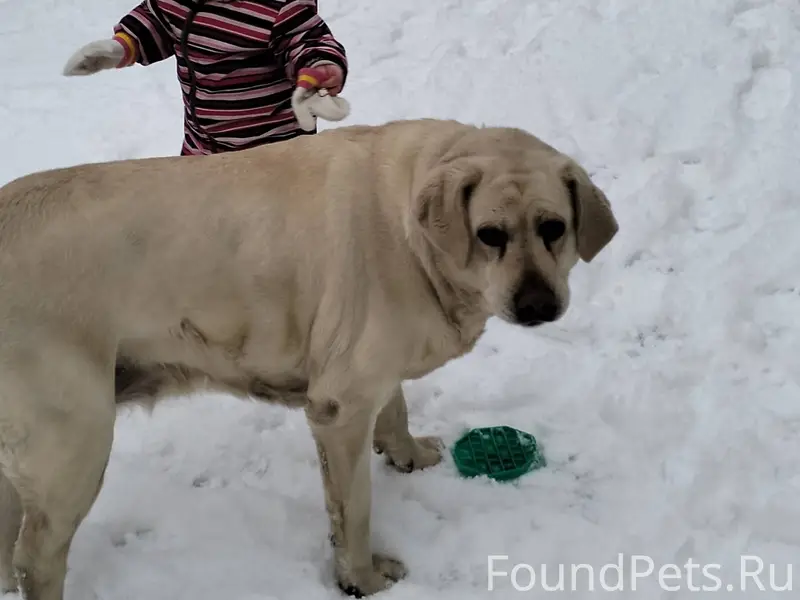 Пропала собака‼️ Лабрадор, све...