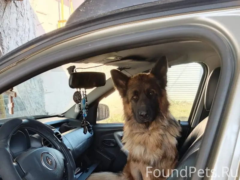 Пропала собака нашедшего прось...